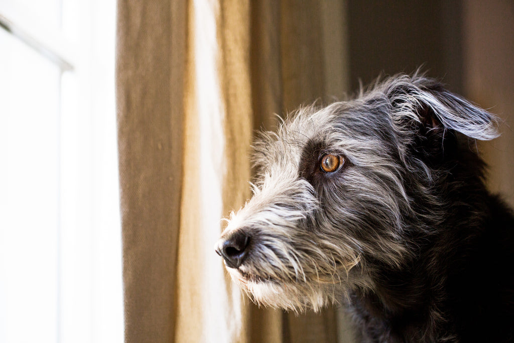 4 Natural Ways to Help Your Dog Ease Anxiety and Barking