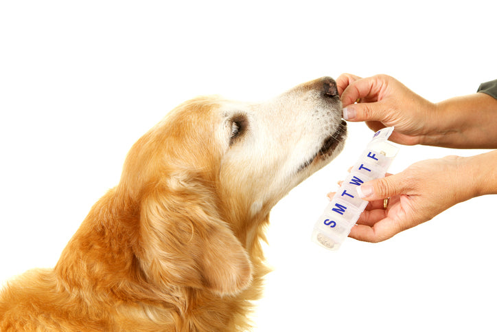 Dog Probiotics: What Are They and Should Your Dog Be Taking Them?