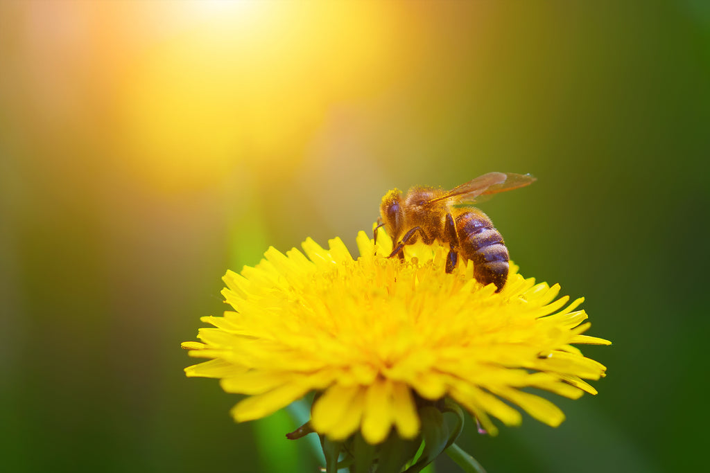 Royal Jelly: The Health Boosting Side of Bee Pollen